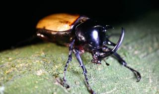 四川发现甲虫新物种 四川发现甲虫新物种